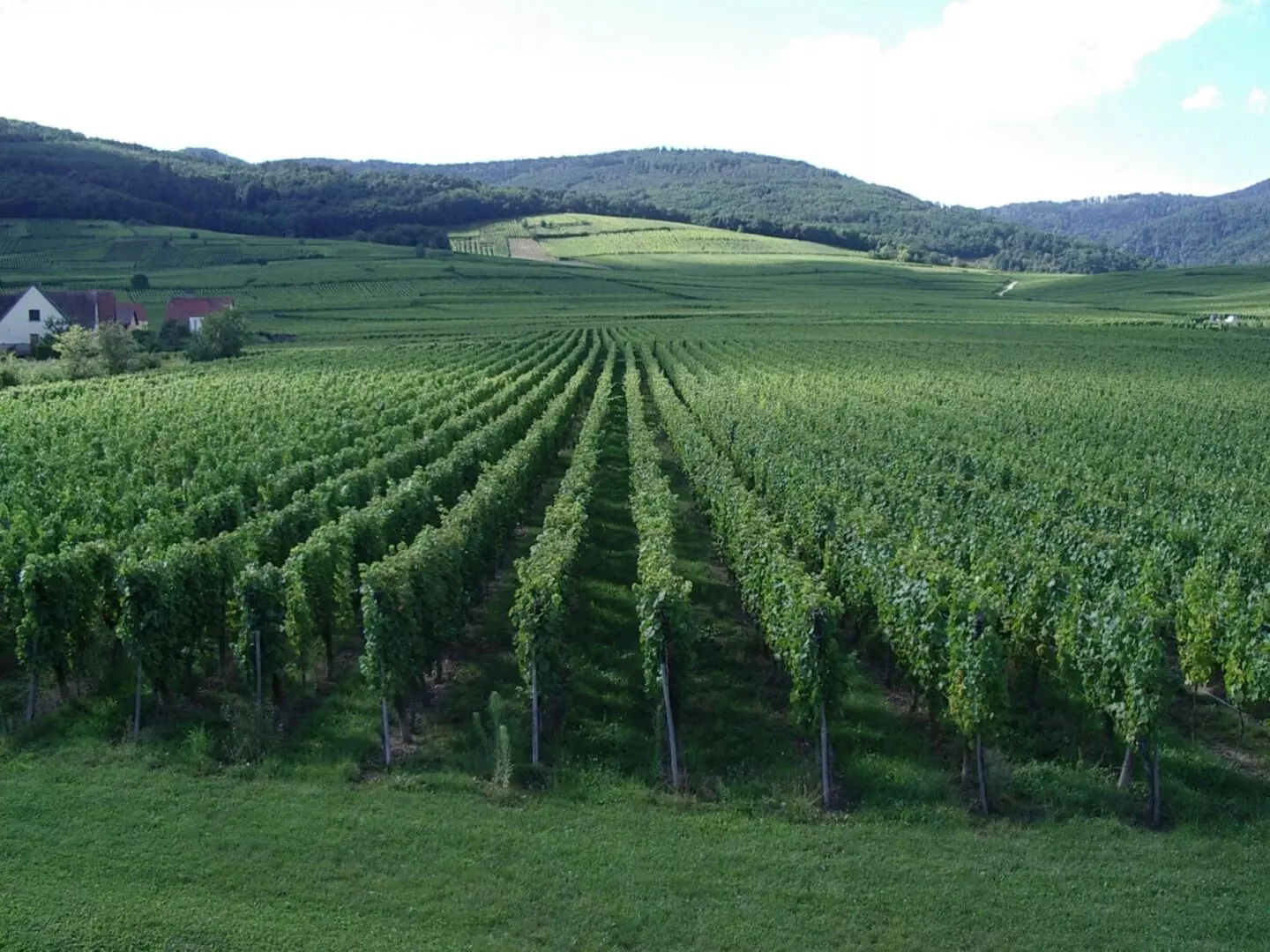 Napa Valley SUV